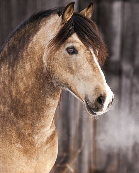 Midas - welsh cob stallion | PepitoCalu | Flickr Unique Horses, Buckskin Horse, Welsh Pony, Beautiful Horse Pictures, Equine Photographer, Most Beautiful Horses, Spirit Animals, Horse Crazy, Cute Horses