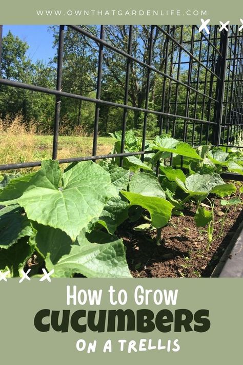 Raised Bed Diy, Trellis Raised Bed, Cucumbers Recipes, Salads Cucumber, Appetizers Cucumber, Snack Cucumber, Cucumber Cocktails, Cucumbers Salad, Cucumber Snack