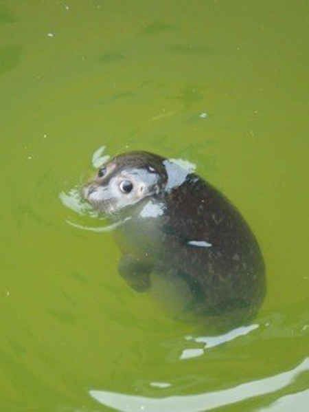 An Animal, Swimming, Water, Green