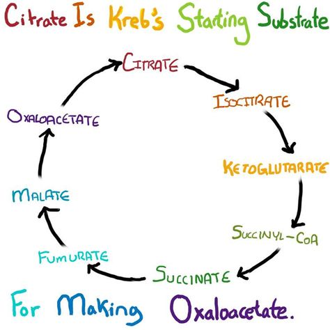 krebs cycle Krebs Cycle Mnemonic, Biochemistry Notes, Krebs Cycle, Mcat Study, High School Biology, Pharmacy School, Ap Biology, Biology Lessons, Medical School Studying