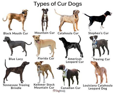 Athletic Dog Breeds, Mix Dog Breeds, Catahoula Puppies, Dog Breeds Chart, Black Dogs Breeds, Medium Dog Breeds, Dog Chart, Livestock Guardian Dog, Blue Lacy