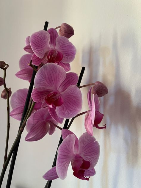 Flowers Pink Aesthetic, Orchid Wallpaper, Flowers Orchids, Orchid Centerpieces, Orchid Bouquet, Orchid Color, Orchid Wedding, Orchid Purple, Nothing But Flowers