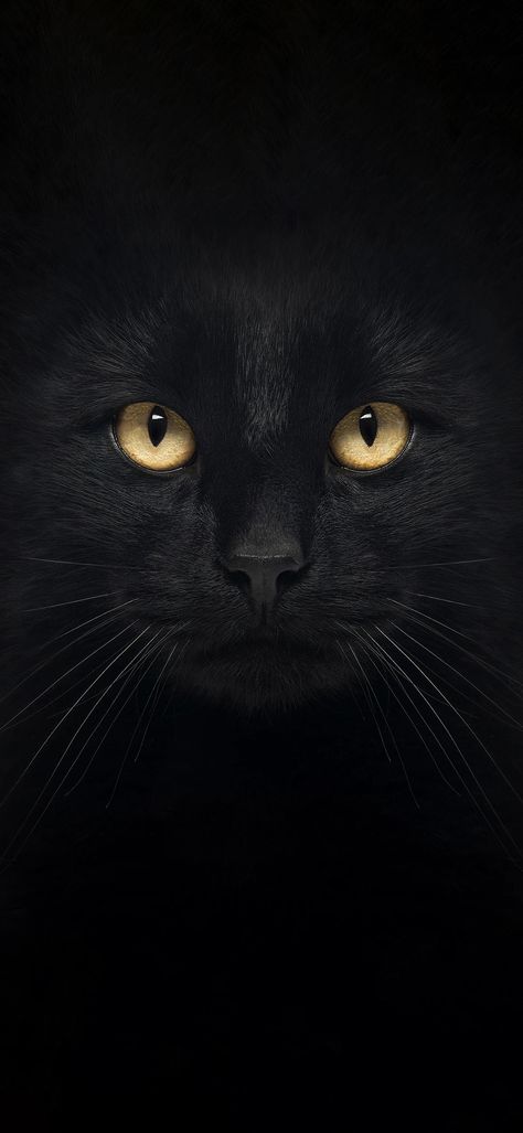 Cat Black Wallpaper, Wallpaper Chat, Cell Wallpaper, Wallpaper Gatos, Black Cat Art, Silly Cats Pictures, Baby Cat, Cat Black, Cat Cute