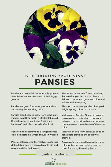 10 intresting facts about Pansies #gardensthatwin #gardening #pansy #pansies #flower #flower #garden #gardens #plants Pansy Flower Aesthetic, Pansy Meaning, Lantana Plant, Sketchbook Aesthetic, Flowers Pics, Fruit Growing, Flower Skin, Growing Cut Flowers, Skin Facts