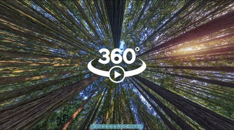 360 #VR photography of California Redwoods. Super resolutions for 8K display or full immersion in your virtual reality headset. #360photo Vr Photography, Virtual Reality Architecture, 360 Pictures, 360 Degree Photography, Virtual Reality Education, Virtual Reality Design, 360 Photography, California Redwoods, Virtual Reality Videos