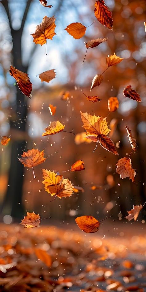 Free Fall Wallpaper, Autumn Phone Wallpaper, Autumn Leaves Wallpaper, November Wallpaper, Cute Fall Wallpaper, Iphone Wallpaper Fall, Fall Background, Wallpaper Android, Autumn Scenery