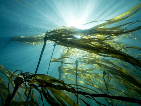 Seaweed Aesthetic, Bull Kelp, Purple Sea Urchin, Case Western Reserve University, Tissue Engineering, Heat Waves, Kelp Forest, Marine Ecosystem, Pacific Grove