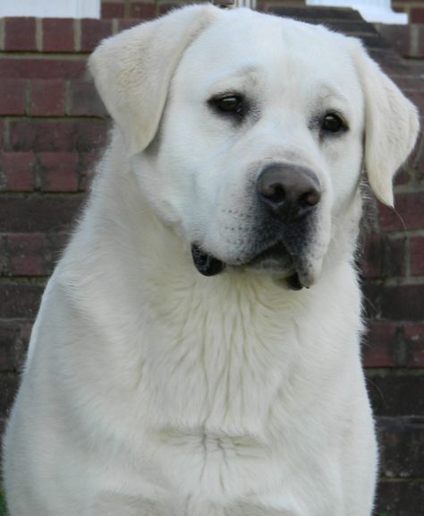 White Labrador Studs | Shelby's White Labradors - Breeders White Labs Dogs, White Labrador Retriever, Labrador White, First Time Dog Owner, White Labrador Puppy, Buoyant Spring, English Lab Puppies, Labrador Training, English Labrador