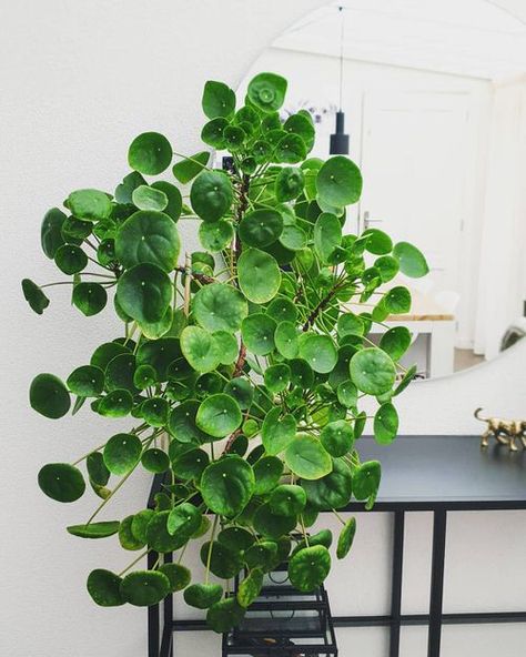 12 Awesome Round Leaf Houseplants | Balcony Garden Web Silver Dollar Plant, Plant Foliage, Money Plants, Small House Garden, Stand Plant, Plant Corner, Lucky Plant, Herb Garden Design, Pilea Peperomioides