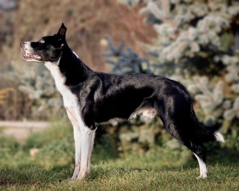 Border Collie Smooth Coat, Smooth Coat Border Collie, Whippet Mix, Collie Breeds, Fit Dogs, White Shepherd, Group 1, Border Collies, Sporting Dogs