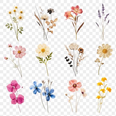 Pressed Flowers Png, Aesthetic Pngs, Ipad Notes, Sticker Png, Flowers Png, Bloom Blossom, Flower Petal, Graphic Design Projects, Digital Flowers