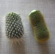 Propagating Cactus Plants, How To Propagate Cactus Plants, How To Grow Cactus From Seed, Repotting Cactus Plants, Propagate Cactus, Cactus Propagation, Southwest Landscaping, Propagating Cactus, Cactus Garden Design