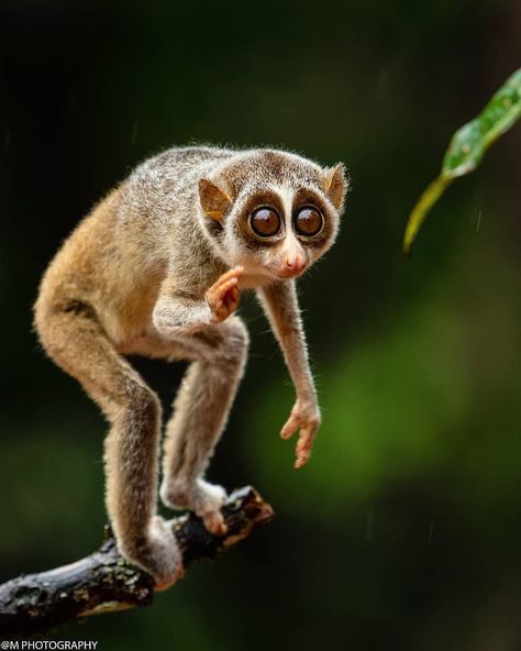 WILDLIFE PHOTOGRAPHY INDIA™ 🇮🇳’s Instagram post: “Slender loris ❤ Describe this Shoot In a few words 🤔✌ • ♠ D A I L Y F E A T U R E ♠ • • • • 🔥 AMAZING SHOOTS 🔥 ➖➖➖➖➖➖➖❌➖➖➖➖➖➖➖ 🎉C O N G R…” Slender Loris, Loris Animal, Ugly Animals, Slow Loris, Wildlife Pictures, Wild Animals Pictures, Animal Print Wallpaper, Animal Sketches, Cute Wild Animals