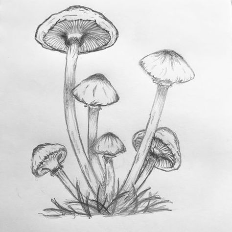 Mushroom Sketch, Mushroom Drawing, Artwork Ideas, Art Pen, Pencil Sketches, Fairy Book, Art Pens, Pencil Sketch, Pencil Drawings