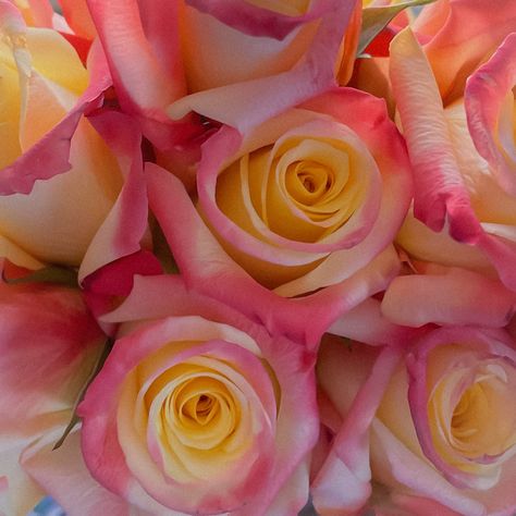 A bouquet of pink and yellow roses close up taken in morning light Yellow And Pink Flowers, Yellow And Pink Bouquet, Yellow And Pink Flower Bouquet, Pink And Yellow, Pink And Yellow Prom Bouquet, Yellow Roses Bouquet Aesthetic, Pink And Yellow Roses Bouquet, Yellow And Pink Roses, Aesthetic Yellow Roses