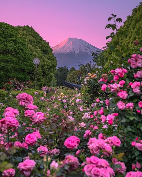 Japan Sky Wide, Asthetics Photos, Biology Genetics, Royal Library, Pink Skies, Love Pink Wallpaper, Oil Painting Inspiration, Flower Therapy, A Sky