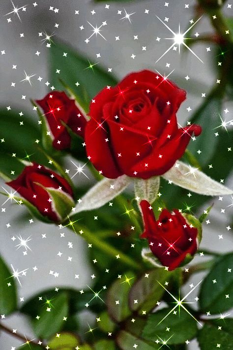 Flower Lockscreen, Rose Flower Wallpaper, Beautiful Red Roses, Beautiful Flowers Wallpapers, Beautiful Rose Flowers, Flower Phone Wallpaper, Happy Birthday Greetings, Good Morning Flowers, Birthday Flowers