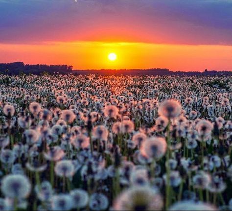 Dandelines A Field Of Dandelions, Field Of Dandelions, Grunge Tumblr, Dandelion Flower, Reasons To Live, Nature Photos, Listening To Music, Nature Beauty, Beautiful Nature