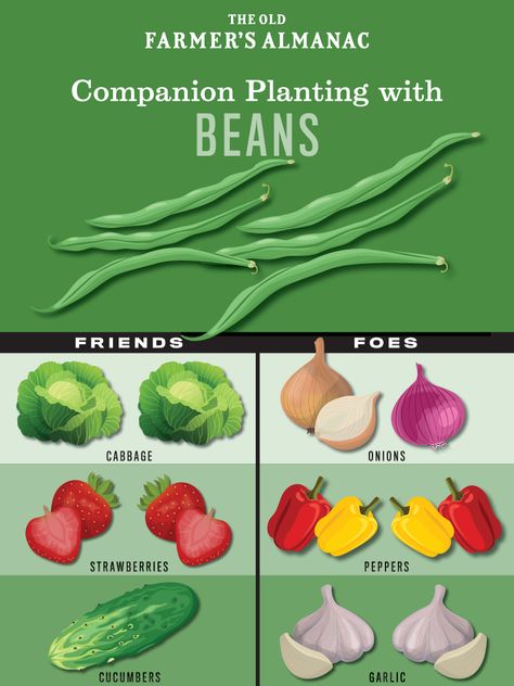 Bean Companion Plants, Companion Plants For Tomatoes, Bean Growing, Planting Raised Garden Beds, Grow Beans, Planting Chart, Growing Green Beans, Companion Planting Guide, Best Companion Plants