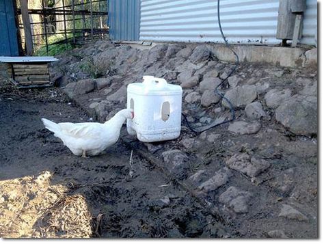 The mob If any of you have had any experience with ducks,  you'll  know that they produce and deposit enormous amounts of nutrient -- aka duck poo. It us Duck Waterer, Best Laying Chickens, Duck Pens, Chicken Pecking, Backyard Ducks, Laying Chickens, Best Egg Laying Chickens, Duck Coop, Raising Ducks