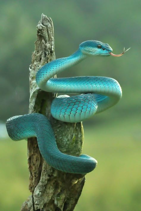 Flying Gecko, Snake Images, Snake Photos, Regard Animal, Viper Snake, Pretty Snakes, Colorful Snakes, Snake Wallpaper, Blue Pits