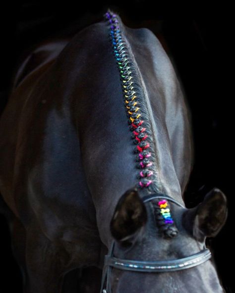 Horse Braids, Horse Mane Braids, Horse Decorations, Horse Hair Braiding, Horse Braiding, Rainbow Braids, Horse Care Tips, Horse Mane, Horse Costumes