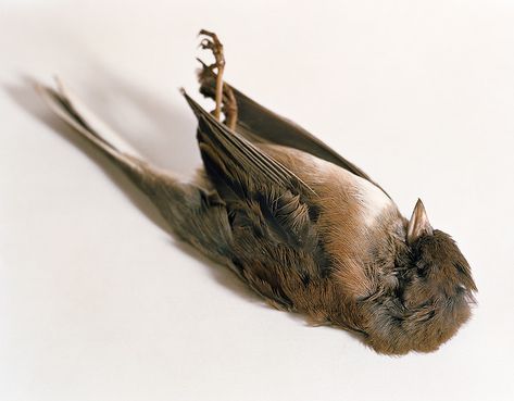 a dead bird named milkweed by milkweedmouth, via Flickr Dead Bird, Secrets Of The Universe, Goldfinch, The Secret History, Life Is Strange, Memento Mori, Taxidermy, Art Classes, Art Inspo