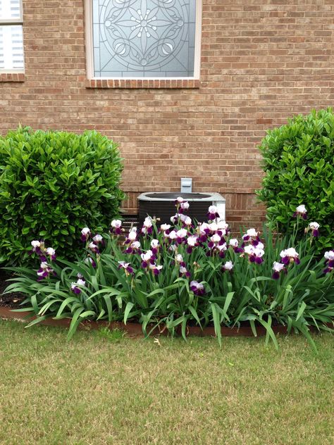 Spring iris on the side of my house Landscape Around Ac Unit Ideas, Hvac Unit Landscaping, Hiding Outdoor Ac Unit, Landscaping Around Ac Unit Ideas, Air Conditioner Landscaping, Plants Around Ac Unit, Landscape Around Air Conditioner Unit, Landscaping Around Air Conditioner Unit, Landscape Around Ac Unit