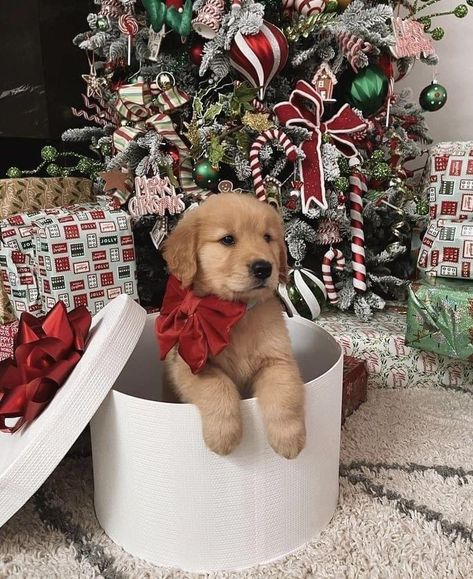 Golden Retriever Puppy Christmas, Lydia Barakat, Christmas Diy Decor, Dog Christmas Photos, Dog Christmas Pictures, Golden Retriever Christmas, Christmas Dreaming, Dog Photoshoot, Preppy Christmas