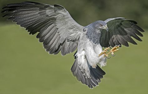 Grey  Buzzard-Eagle Grey Eagle, Raptors Bird, Animal Reference, Kingdom Animalia, Thanks Everyone, Buzzard, Nightingale, Bird Photo, Birds Of Prey