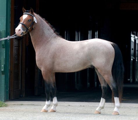 Bay Roan Welsh Mountain Pony Stallion, Cherubs Casanova - 11.3hh Welsh Pony And Cob, Connemara Pony, Horse Markings, Horse Coat Colors, Pony Breeds, Welsh Pony, Horse Inspiration, Pony Horse, Most Beautiful Horses