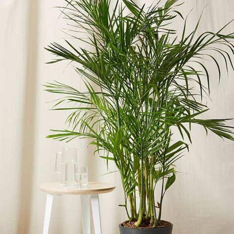 11 Best Tall Indoor Plants + How To Help Them Grow Faster Bamboo Palm Indoor, Potted Bamboo, Cat Friendly Plants, Bamboo Palm, Bamboo In Pots, Low Light Indoor Plants, Large Indoor Plants, Stone Plant, Plant House