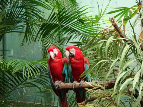 Bird Safe House Plants, Bird Safe Plants, Parrot Safe Plants, Diy Bird Aviary, Macaw Aviary, Parrot Aviary, Diy Outdoor Aviary, Aviary Ideas, Outdoor Bird Aviary