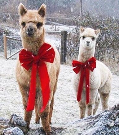 Fa la llama! <--- read the original comment. These are NOT llamas, they are alpacas. Christmas Alpaca, Llama Llama, Alpaca Farm, Cute Alpaca, Llama Drama, Llama Alpaca, Hobby Farm, Alpaca Fiber, Cute Critters