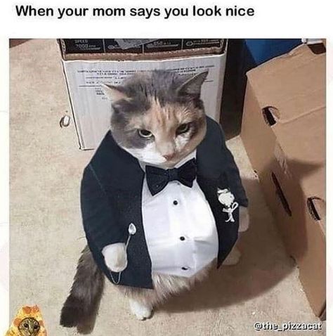 Kitty Images, Kitten Pictures, Tuxedo Cat, Silly Cats, Cat Nap, Best Funny Pictures, Cat Photo, Cat Pics, Cat Memes