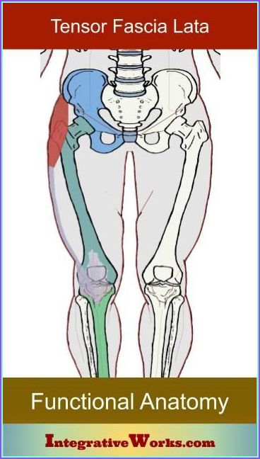 Tone your back, boost confidence. Therapist Notes, Tone Your Back, Neuromuscular Therapy, Fascia Lata, Healthy Spine, Forward Head Posture, Upward Facing Dog, Stretch Routine, Human Body Anatomy