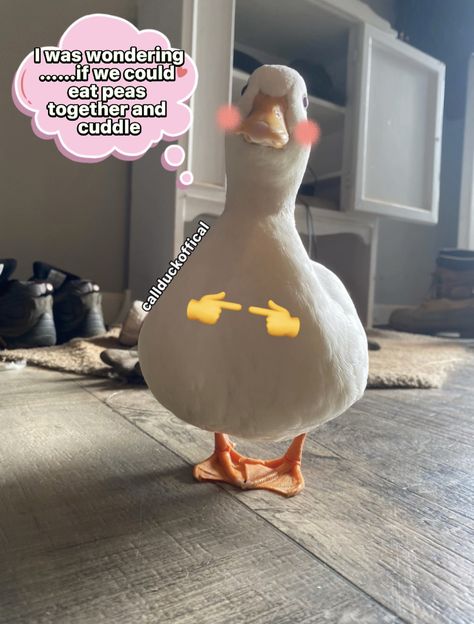 Funny Ducks Photos, Cute Ducks Wallpaper, Uwu Duck, Cursed Duck, Funny Duck Wallpaper, Funny Duck Pictures, Cute Duck Pfp, Duck Pfp, Call Ducks