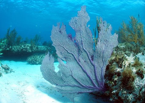 Marine Life Desktop Wallpaper, Underwater Seaweed, Seaweed Underwater, Sea Water Under Microscope, Sea Plants Underwater, Fan Coral, Open Ocean, Physical Beauty, Marine Biology