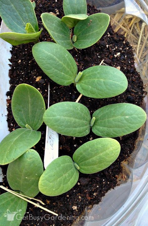 Spring weather is unpredictable. Knowing when to transplant seedlings into the garden will help you be a successful gardener. When To Transplant Seedlings, Cucumber Seedlings, Starting Seeds Indoors, Astuces Diy, Greenhouse Gardening, Food Garden, Propagating Plants, Veggie Garden, Gardening For Beginners