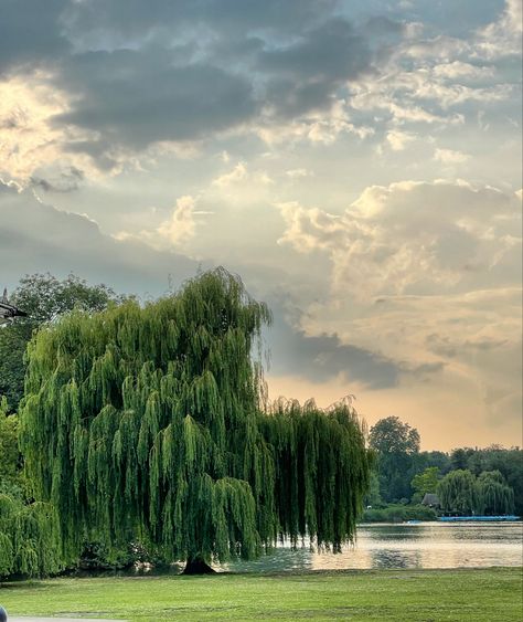 Willow Tree Landscape, Decor Marin, All The Bright Places, Weeping Willow, Pretty Landscapes, Willow Tree, Nature Aesthetic, Pretty Places, Green Aesthetic