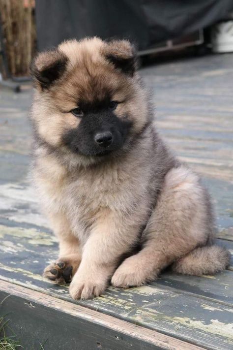 Chowski Puppies, Eurasian Dog, Keeshond Dog, Ugly Animals, Akita Puppies, Spitz Dogs, Super Cute Animals, Cute Wild Animals, Cute Cats And Dogs