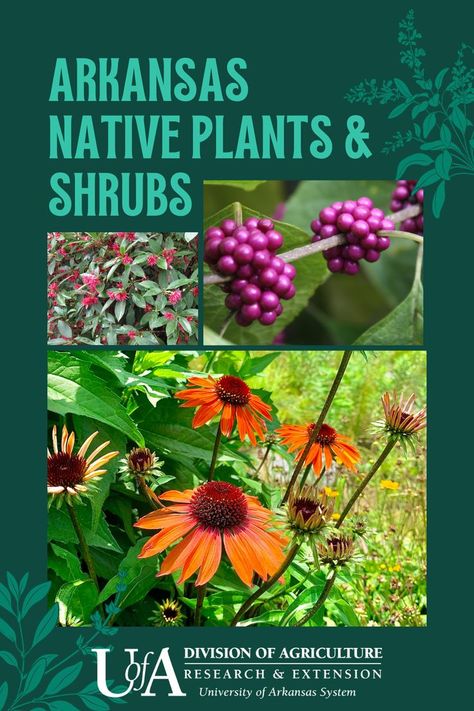 Arkansas native plants and shrubs Arkansas Native Wildflowers, Arkansas Native Plant Landscaping, Arkansas Native Plants, Arkansas Landscaping, Arkansas Wildflowers, Arkansas Gardening, Arkansas Garden, Green Therapy, Native Plant Landscape