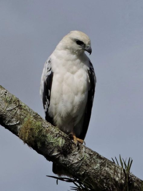 The white hawk is a bird of prey breeding in the tropical New World of the family Accipitridae. Though it is commonly placed in the subfamily Buteoninae, the validity of this group is doubtful and currently under review White Hawk, Hawk Bird, Bird Of Prey, Black Wings, Nightingale, Birds Of Prey, Nyx, Pet Birds, The Family