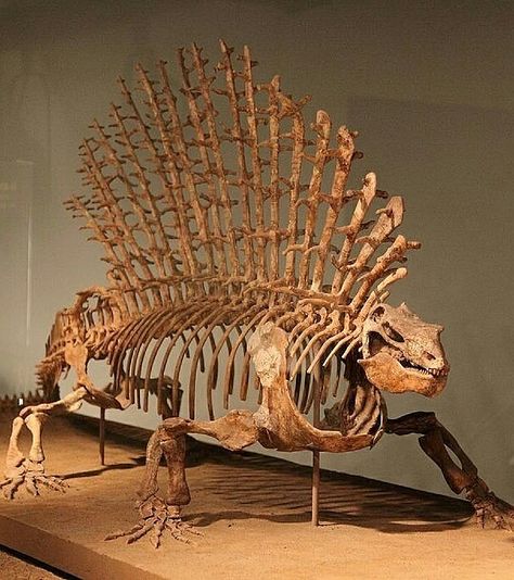 Edaphosaurus , meaning "pavement lizard" for dense clusters of teeth) is a genus of extinct edaphosaurid synapsid that lived around 300 to 280 million years ago, during the late Carboniferous to early Permianperiods. The American paleontologist Edward Drinker Cope first described Edaphosaurus in 1882,naming it for the "dental pavement" on both the upper and lower jaws, ("groun/sauros ("lizard") Prehistoric Dinosaurs, Fossil Hunting, Animal Skeletons, Fossil Bones, Prehistoric World, Ancient Animals, Paleo Art, Dinosaur Bones, Extinct Animals