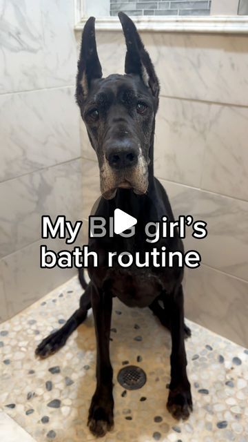 @thegoodhypeofficial on Instagram: "Do you think Maleficent enjoyed it? 🧼🐾🖤

•

#greatdane #greatdanesofinstagram #dogsofinstagram #thegoodhype #dogbath #dogbathroutine #asmr" Dog Shower Routine, Dog Bath Routine, Bath Routine, Scary Dogs, Dog Bath, Maleficent, Dog Gifs, Great Dane, Big Dogs