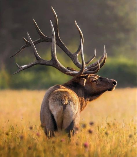 Bull Moose Photography, Elk Reference Photo, Bull Elk Photography, Canadian Wildlife Photography, Animals Preschool Crafts, Elk Logo, Deer In Nature, Elk Images, Deer Paintings