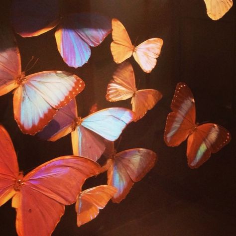 Group Of Butterflies, A Group, Butterflies, Orange, Blue