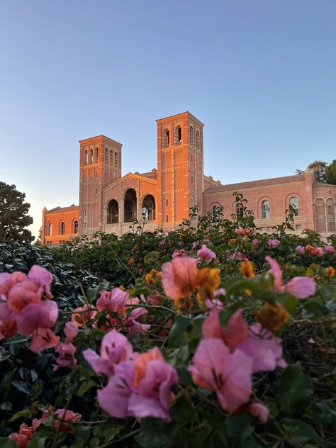 Ucla College Aesthetic, California University Aesthetic, Ucla Vision Board, California College Aesthetic, Ucla Campus Aesthetic, Ucla Wallpaper, Ucla Aesthetics, Ucla College, Ucla University