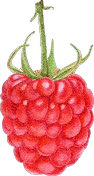 Raspberries Drawing, Raspberry Drawing, To Draw, Raspberry, Concept Art, Drawings, Art