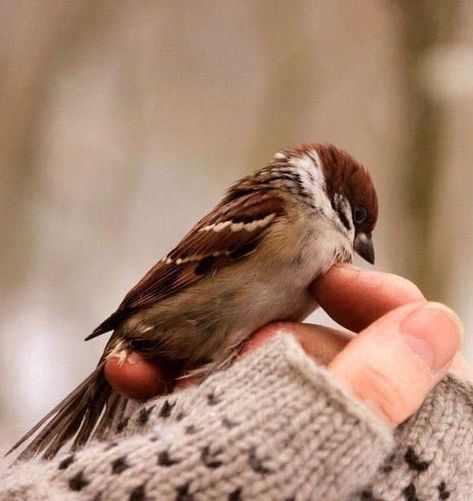 Carlos Castaneda, + Core + Aesthetic, Cozy Place, Little Birds, Song Bird, Pics Art, Little Bird, 귀여운 동물, Birdy